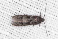 Blastobasis glandulella