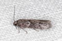 Blastobasis glandulella