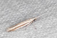 Coleophora bilineella