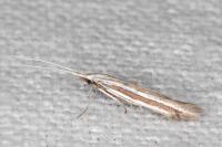 Coleophora bilineella