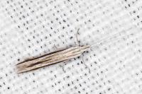 Coleophora bilineella