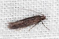 Scrobipalpa ocellatella