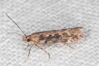 Scrobipalpa ocellatella