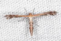 Stangeia siceliota