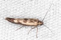 Scythris limbella
