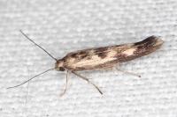 Scythris limbella