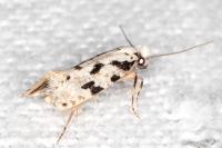 Nemapogon nevadellus