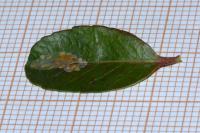 Phyllonorycter leucographella