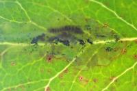 Phyllonorycter leucographella