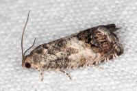 Cydia splendana