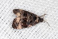 Endothenia