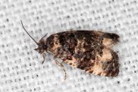 Endothenia