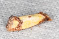 Agapeta zoegana