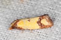Agapeta zoegana