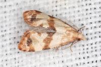 Phalonidia contractana
