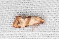 Phalonidia contractana