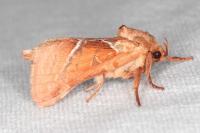 Triodia sylvina