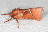 Triodia sylvina
