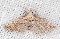 Alucita palodactyla