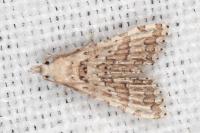 Alucita palodactyla