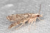 Alucita palodactyla