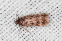 Bryotropha dryadella