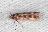 Bryotropha dryadella