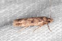Bryotropha dryadella