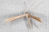Emmelina monodactyla