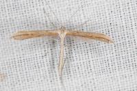 Emmelina monodactyla