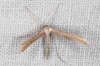 Emmelina monodactyla