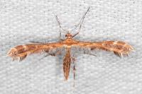 Oxyptilus laetus