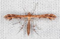Oxyptilus laetus