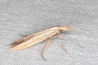 Coleophora ochrea