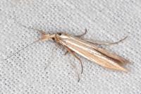 Coleophora ochrea