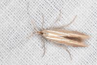 Coleophora ochrea