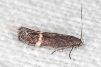 Aproaerema suecicella