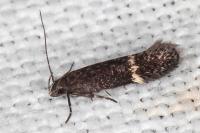 Aproaerema suecicella