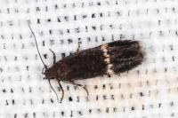 Aproaerema suecicella
