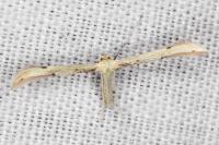 Adaina microdactyla