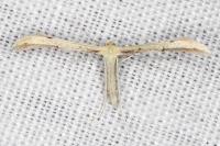 Adaina microdactyla