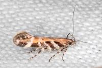 Aristotelia prohaskaella