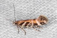 Aristotelia prohaskaella