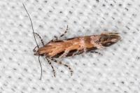 Aristotelia prohaskaella