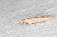 Coleophora
