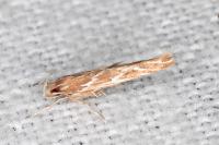 Pyroderces argyrogrammos