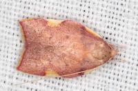 Carcina quercana