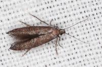 Ochromolopis staintonellus