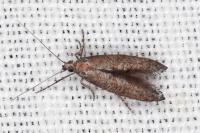 Ochromolopis staintonellus
