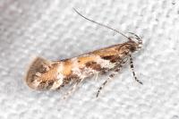 Aristotelia